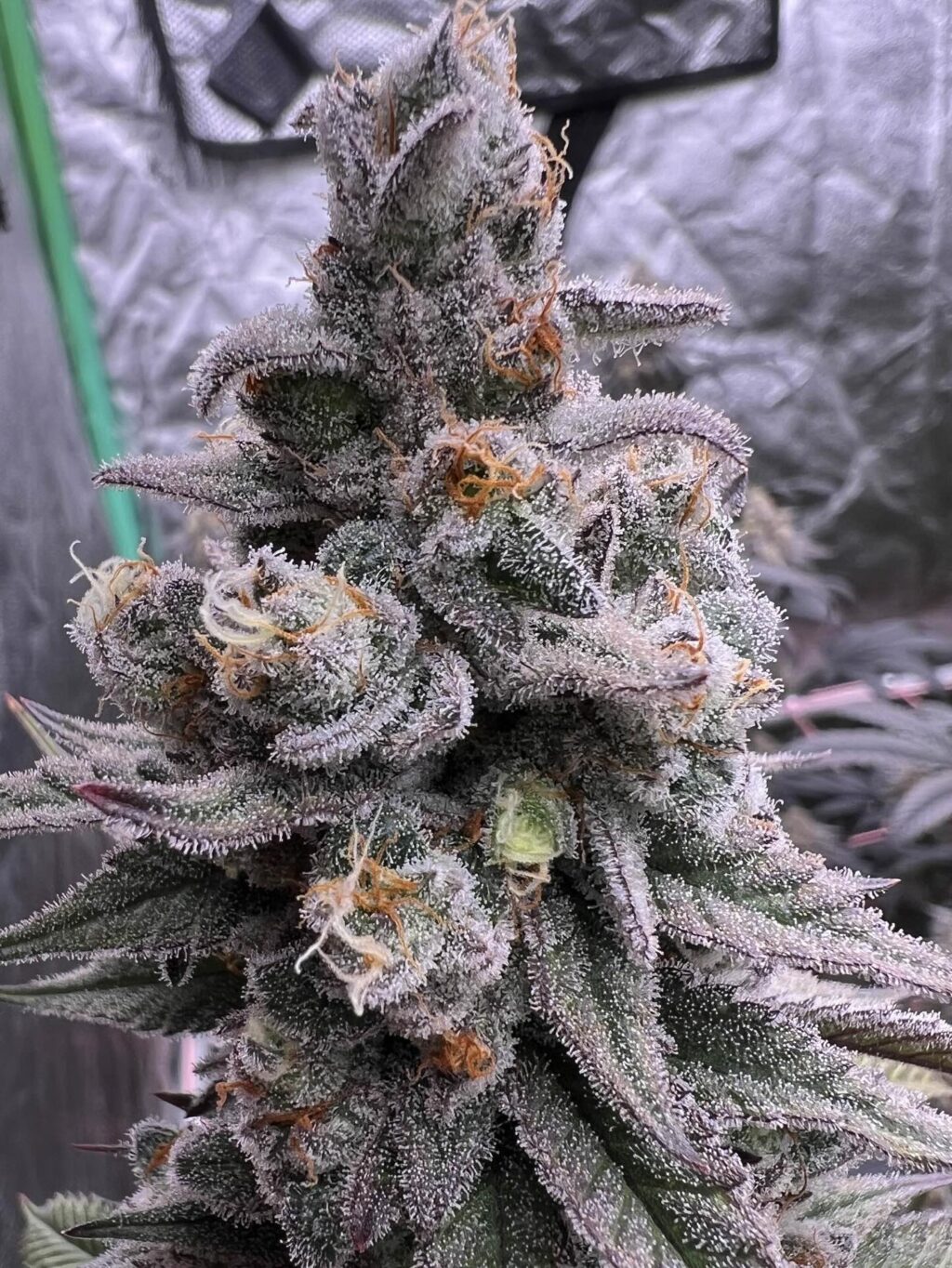 Instagram post from growcast. This post is in position 1.
