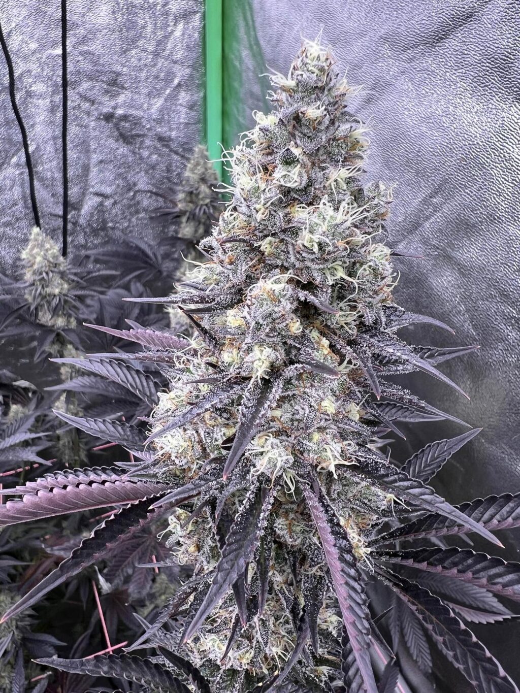 Instagram post from growcast. This post is in position 0.
