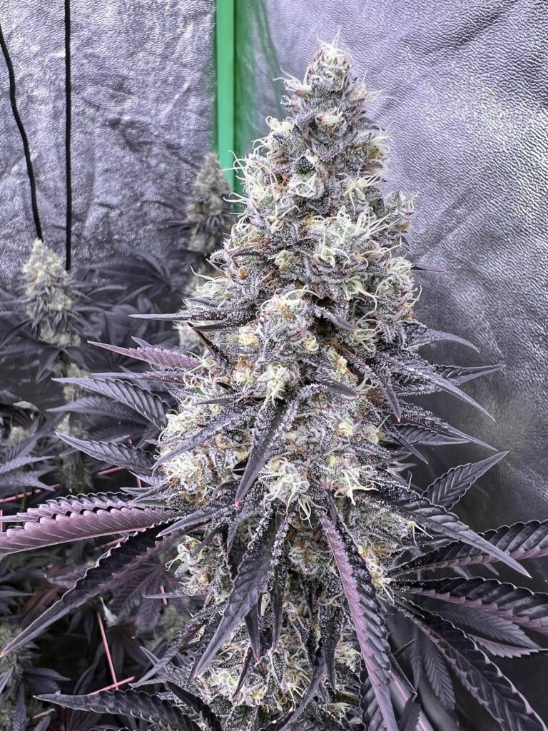 Instagram post from growcast. This post is in position 4.