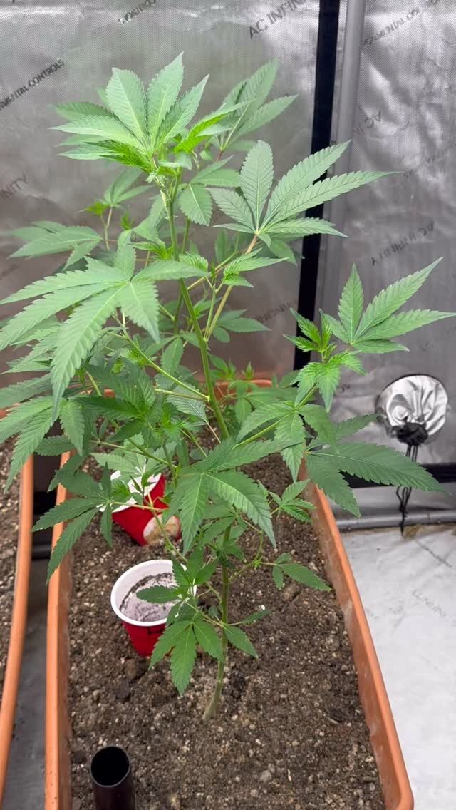 Instagram post from growcast. This post is in position 1.