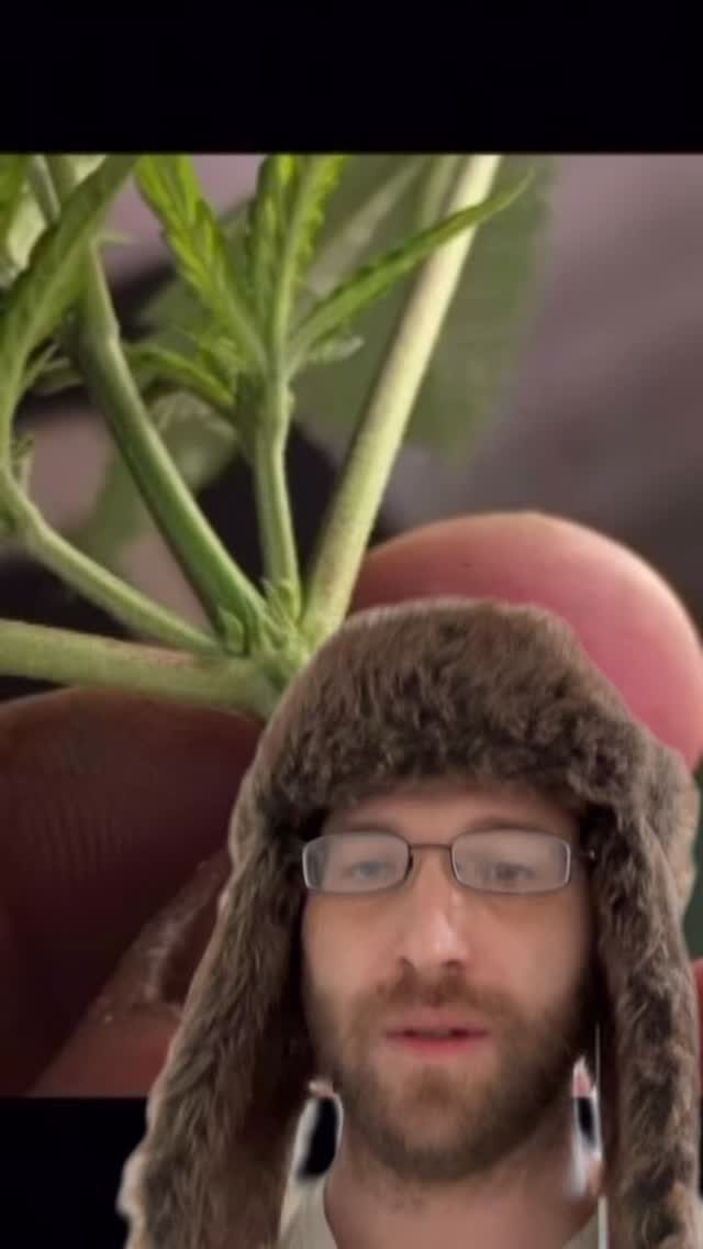 Instagram post from growcast. This post is in position 3.