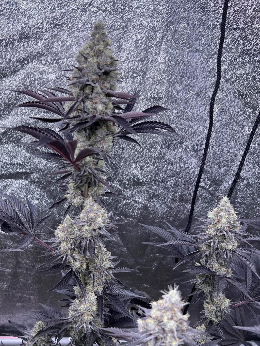 Instagram post from growcast. This post is in position 5.