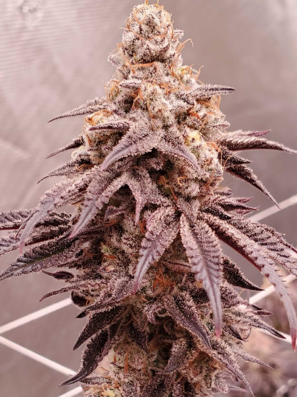 Instagram post from growcast. This post is in position 2.