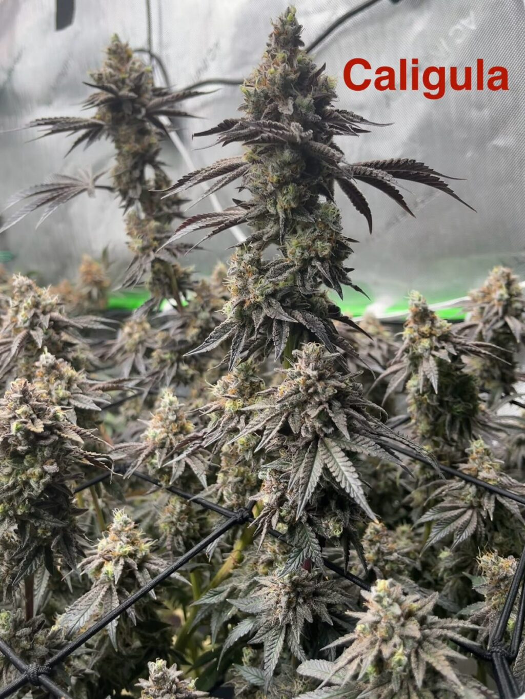 Instagram post from growcast. This post is in position 9.