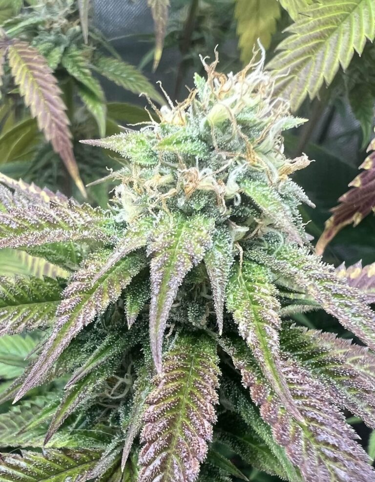 Instagram post from growcast. This post is in position 5.