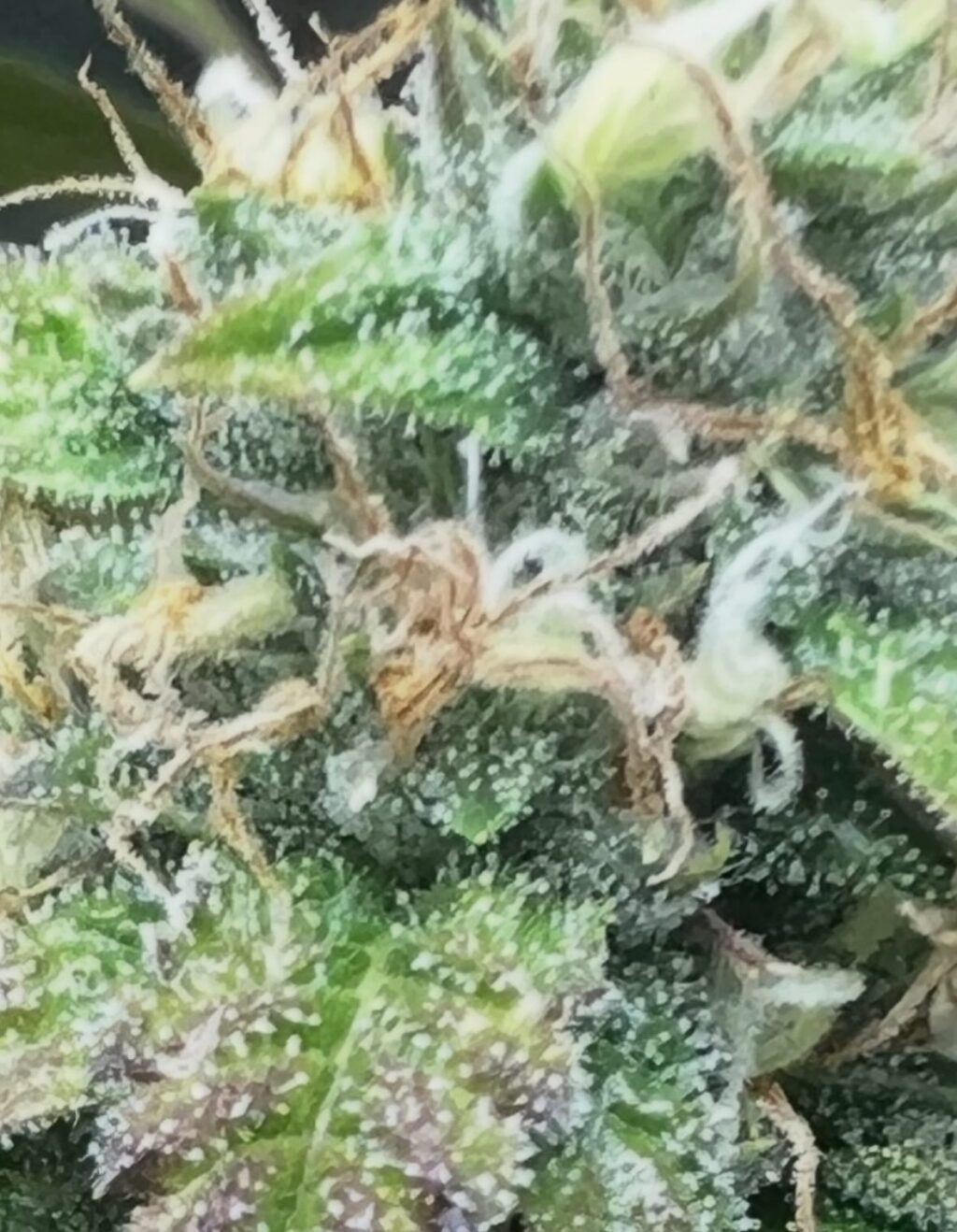 Instagram post from growcast. This post is in position 1.