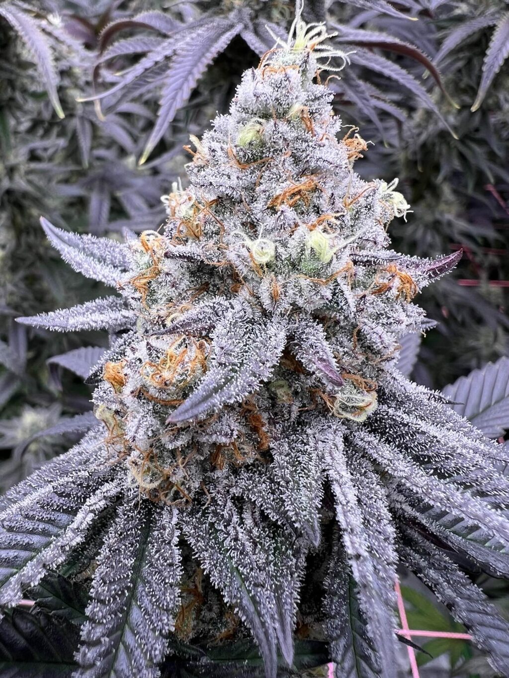 Instagram post from growcast. This post is in position 3.