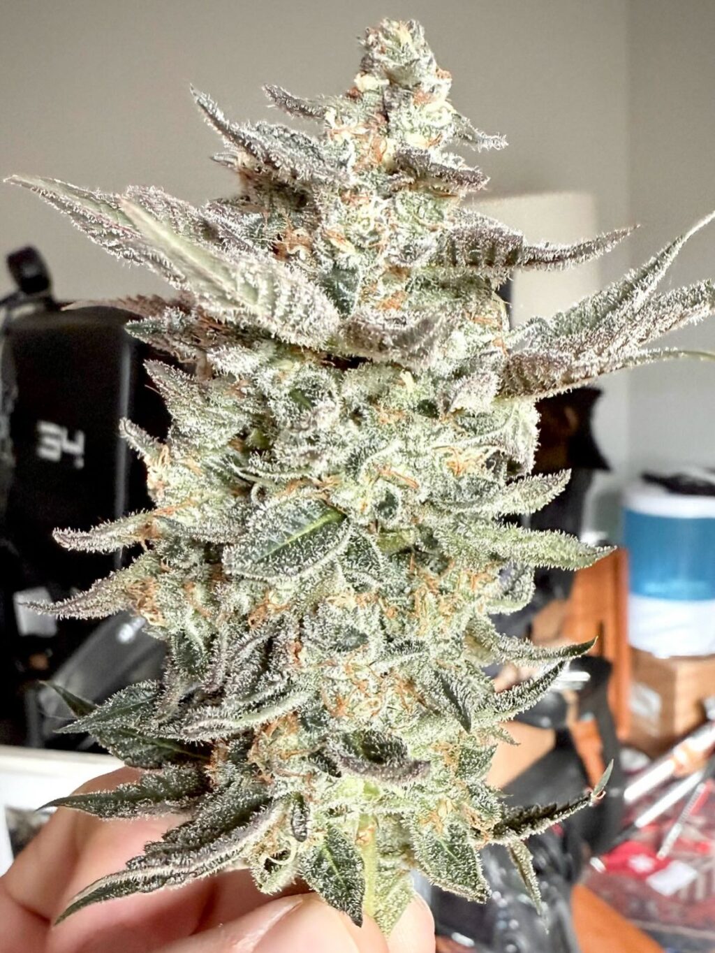 Instagram post from growcast. This post is in position 3.