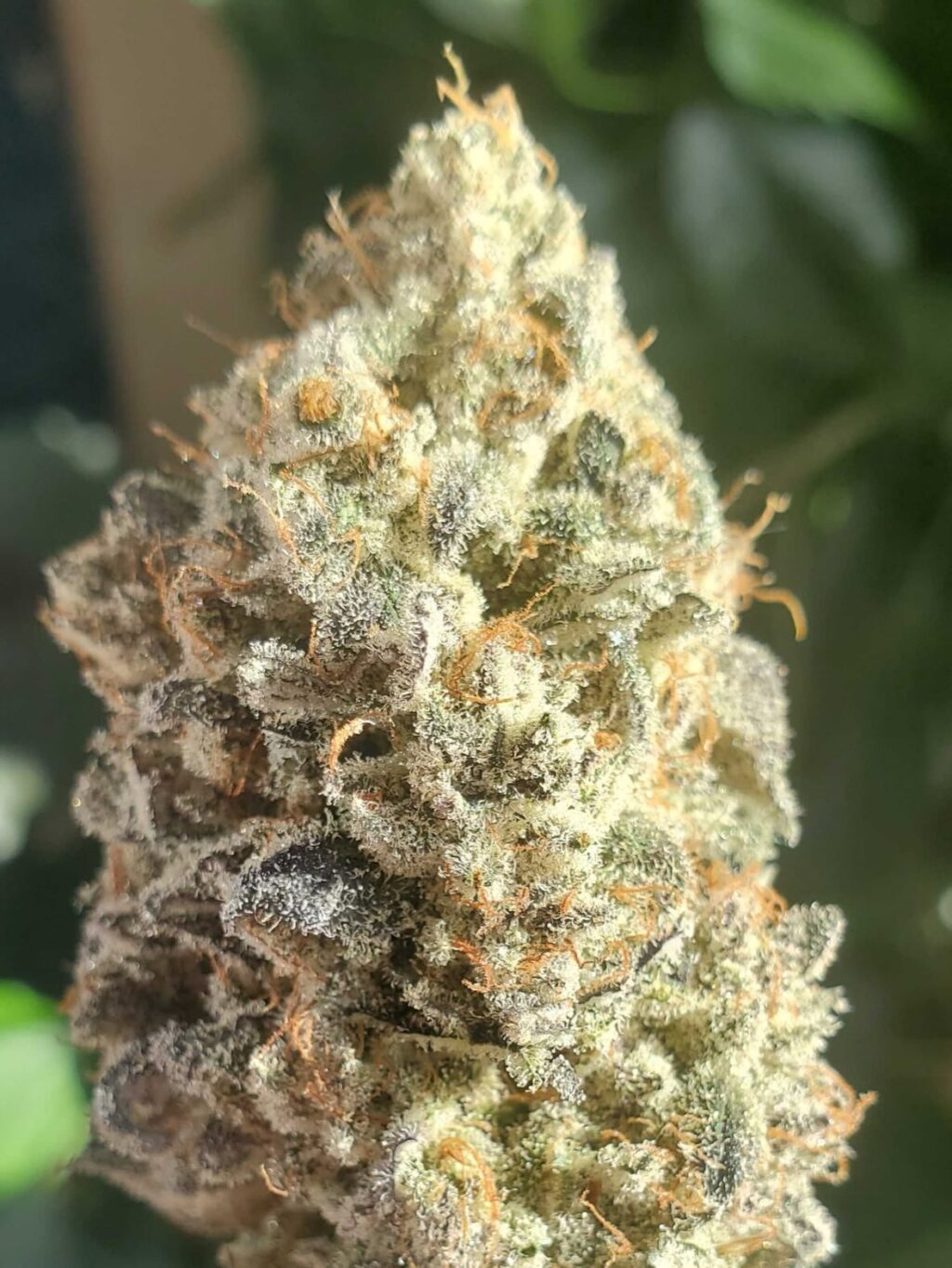 Instagram post from growcast. This post is in position 7.