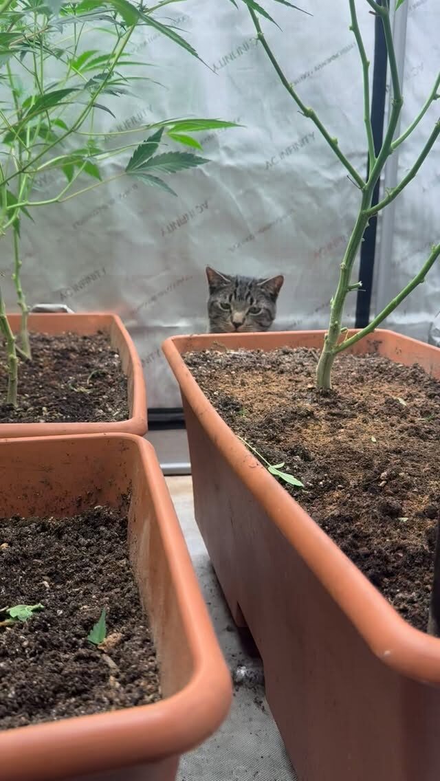 Instagram post from growcast. This post is in position 1.