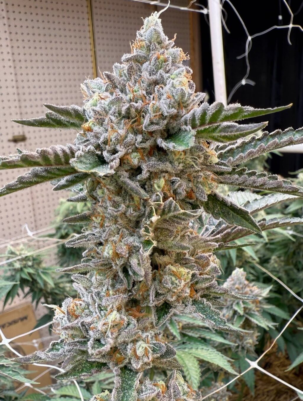 Instagram post from growcast. This post is in position 6.