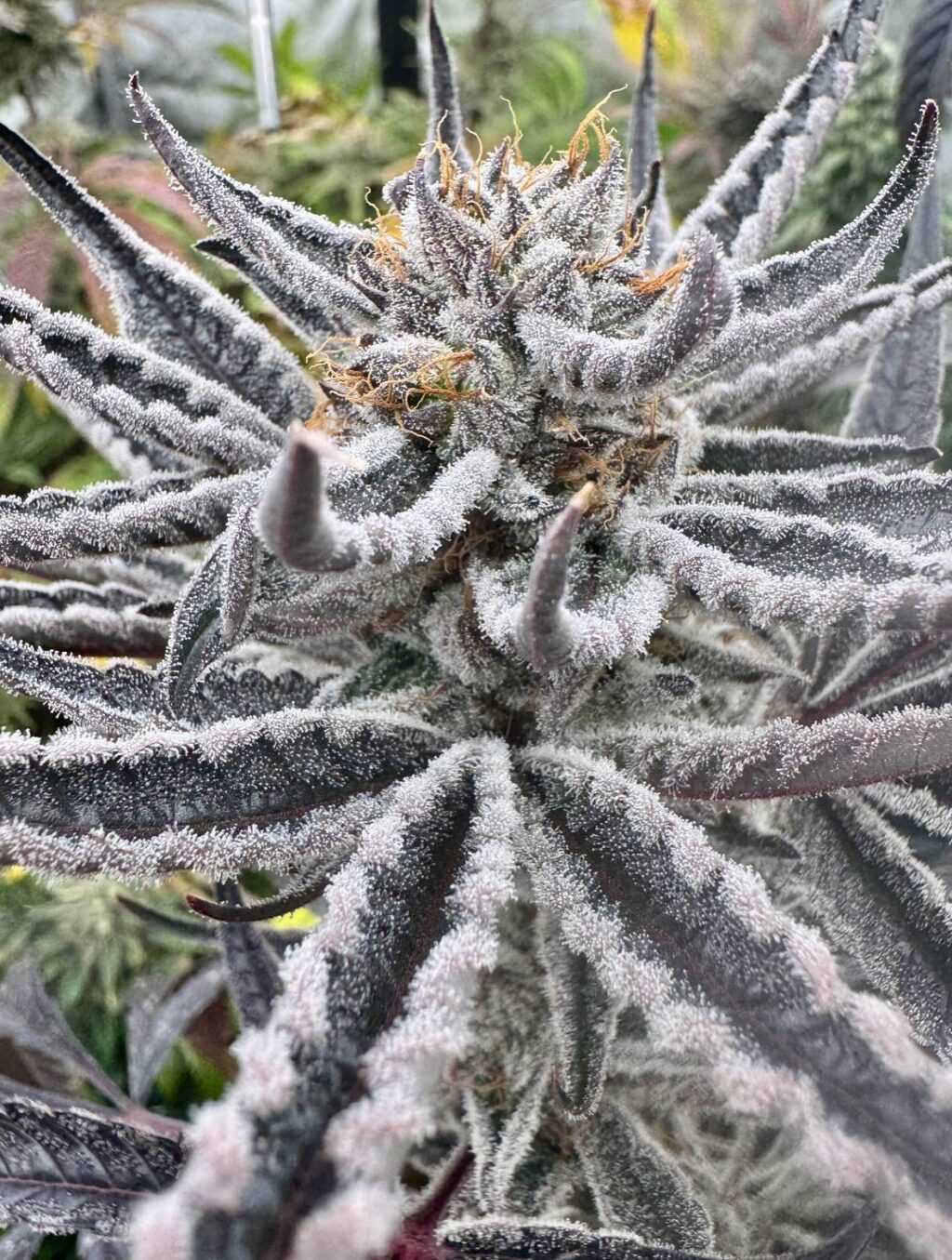 Instagram post from growcast. This post is in position 2.
