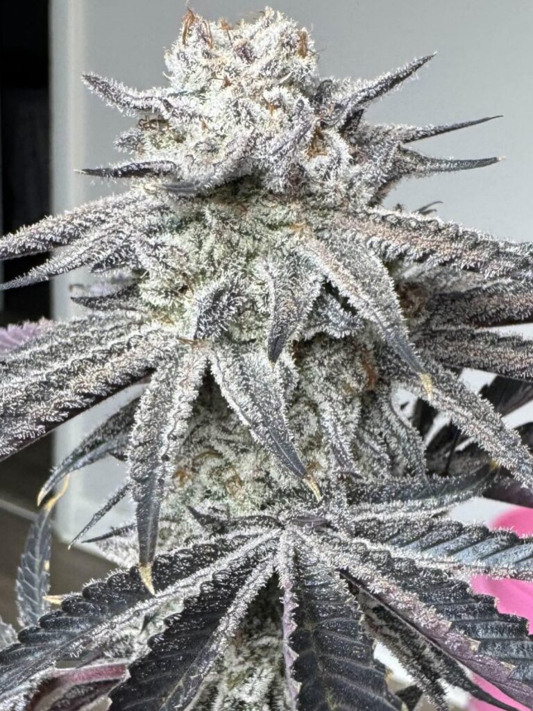 Instagram post from growcast. This post is in position 5.