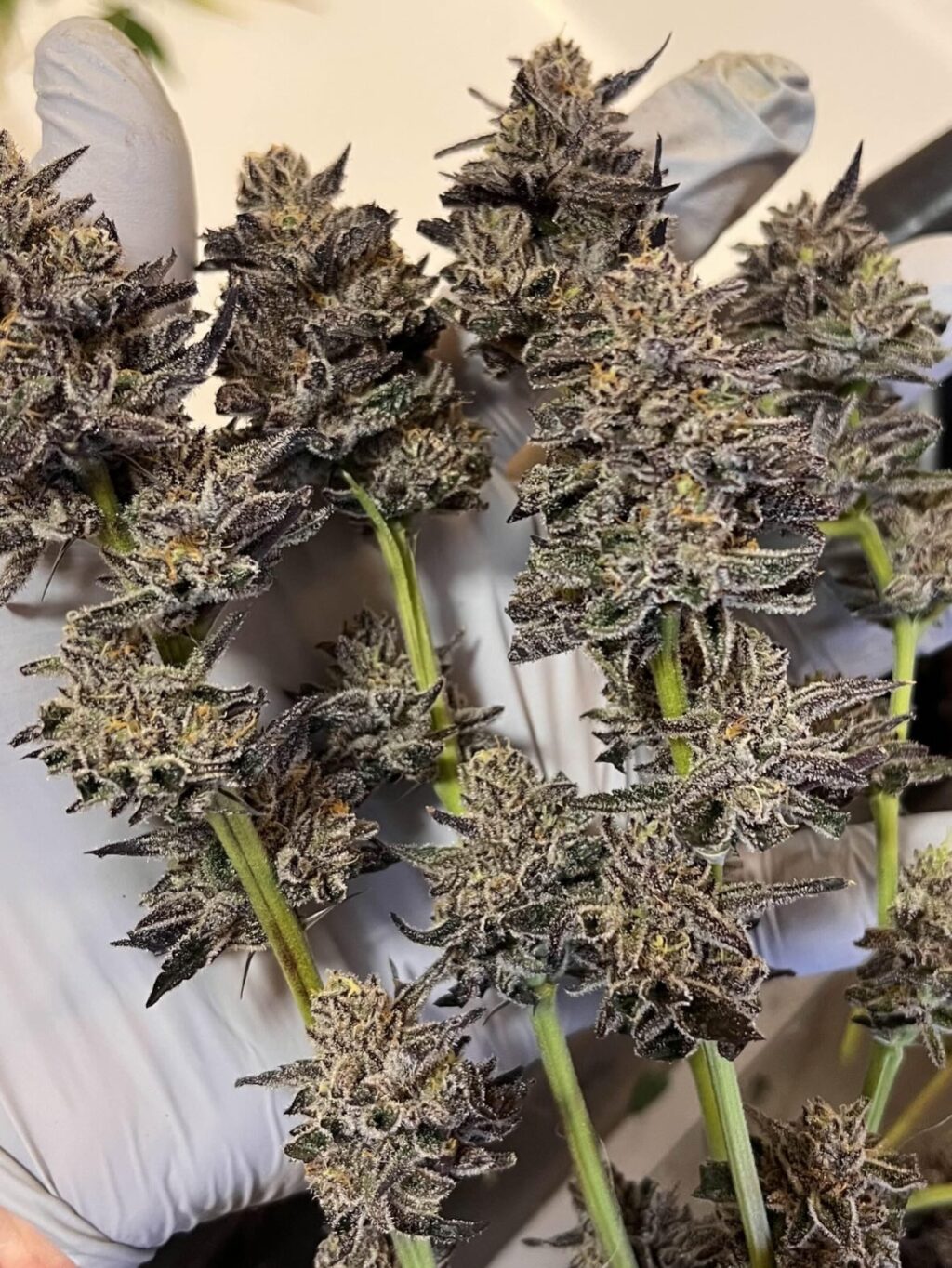 Instagram post from growcast. This post is in position 8.