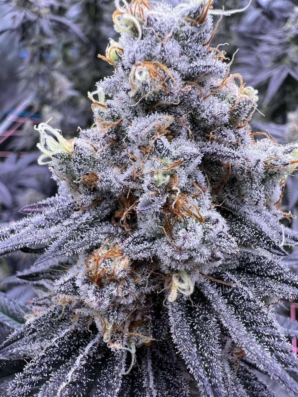 Instagram post from growcast. This post is in position 4.