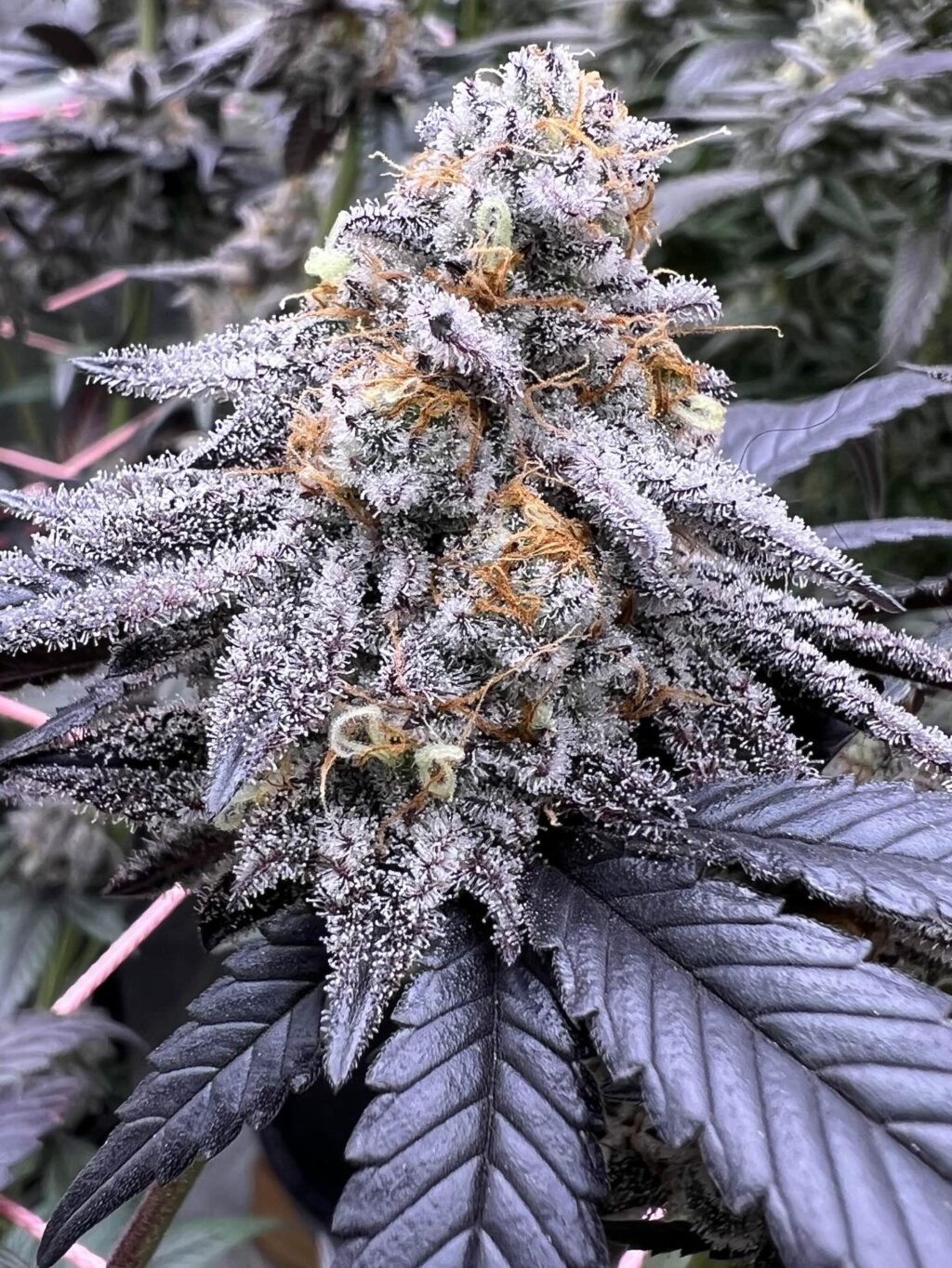 Instagram post from growcast. This post is in position 2.