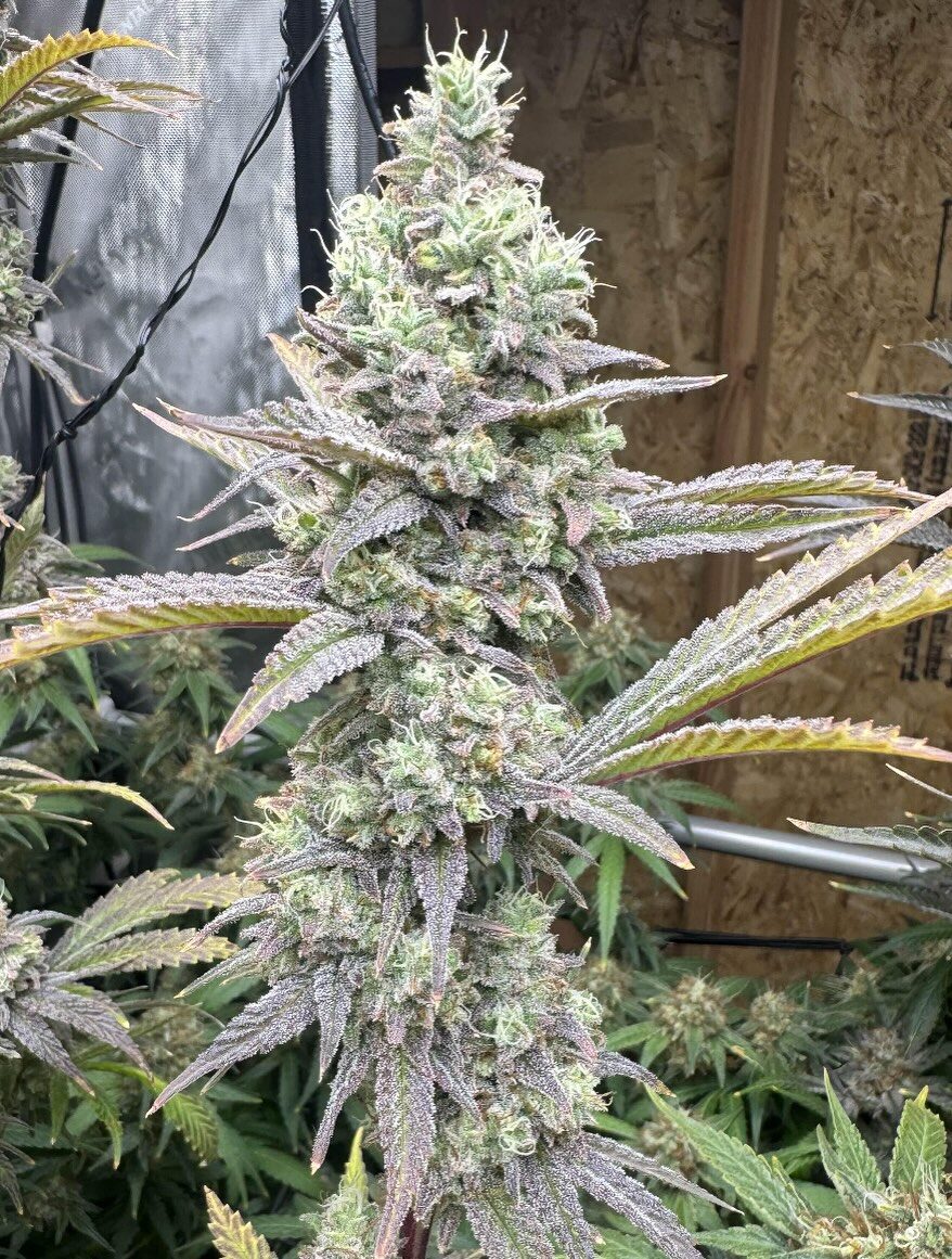 Instagram post from growcast. This post is in position 0.