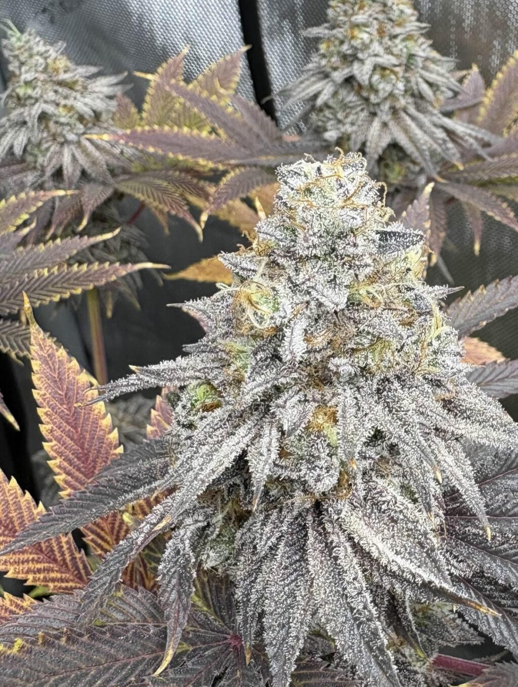 Instagram post from growcast. This post is in position 4.