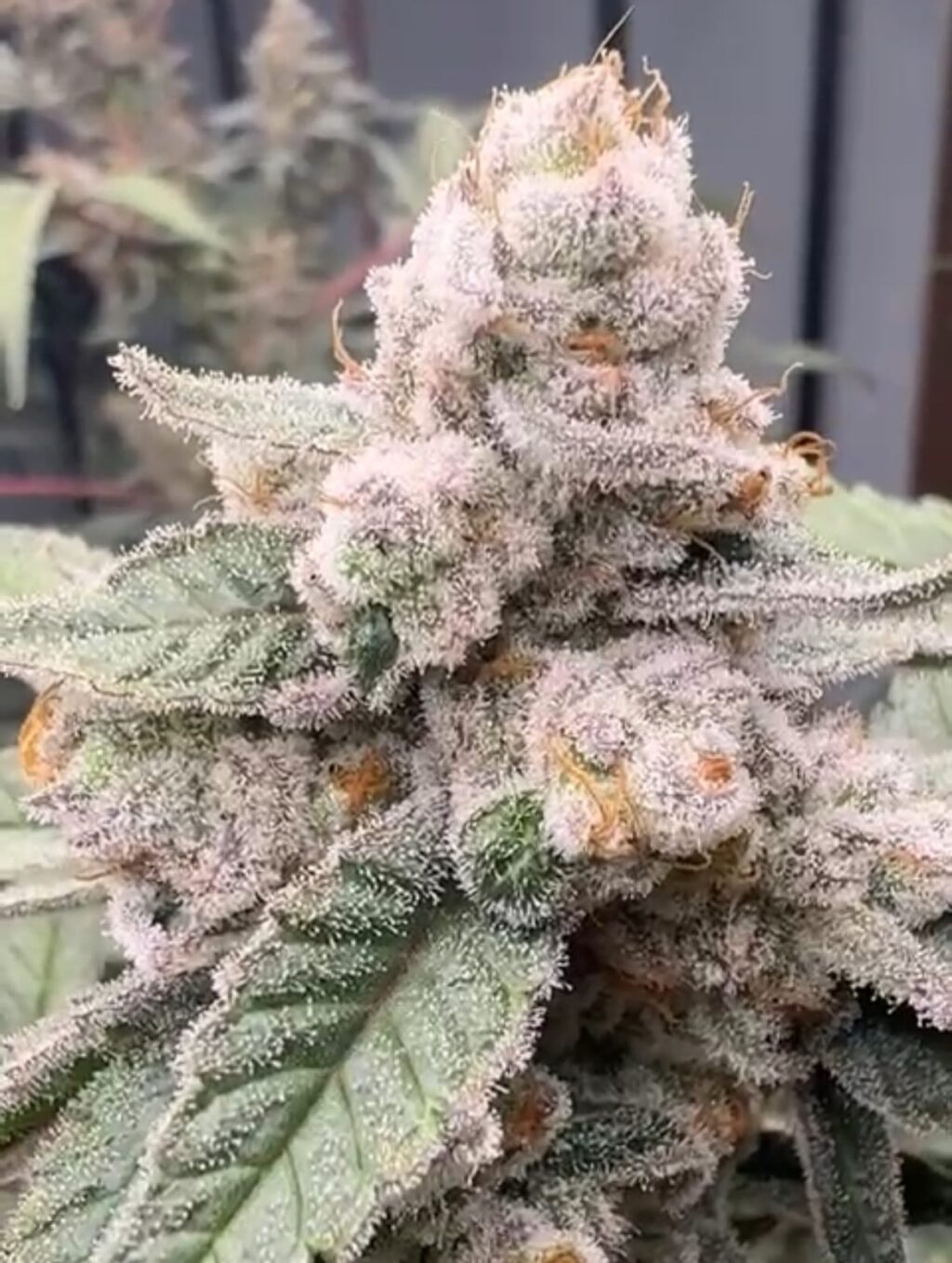 Instagram post from growcast. This post is in position 3.