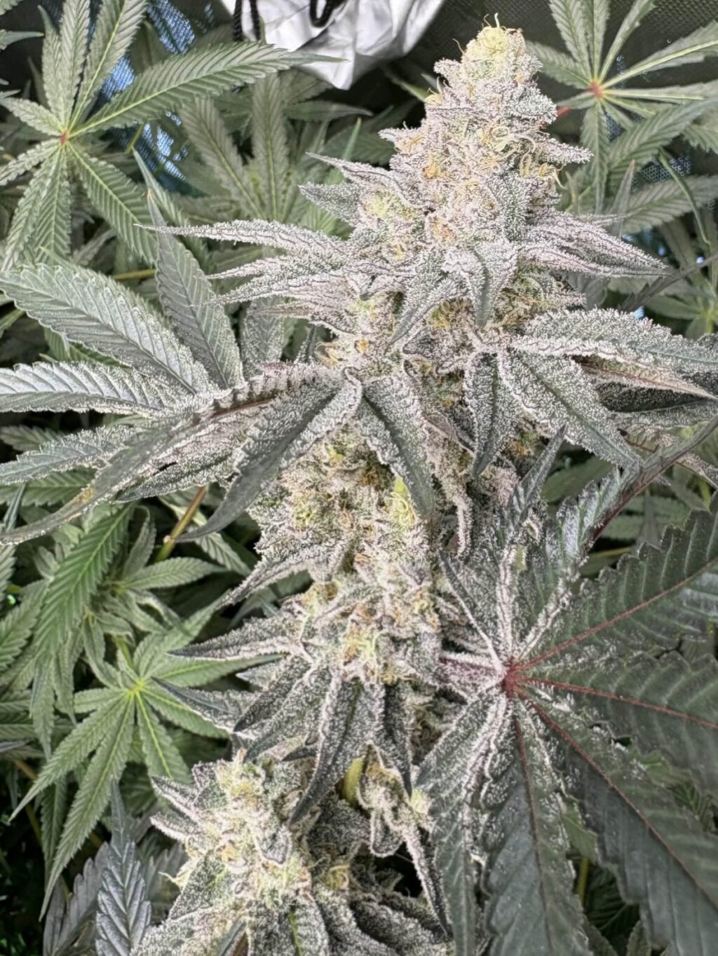 Instagram post from growcast. This post is in position 1.