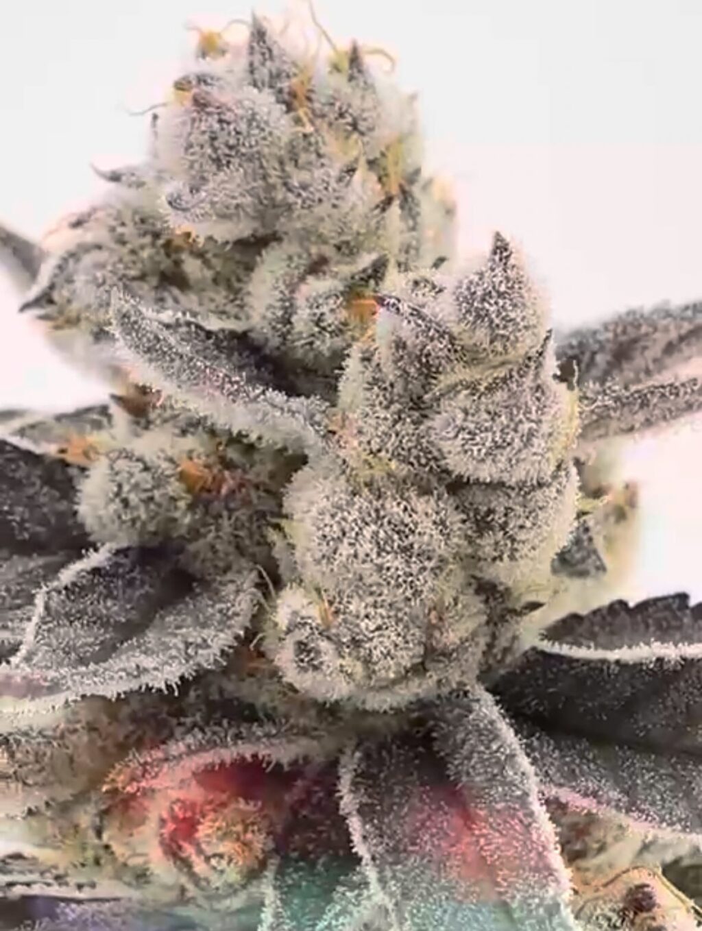Instagram post from growcast. This post is in position 5.