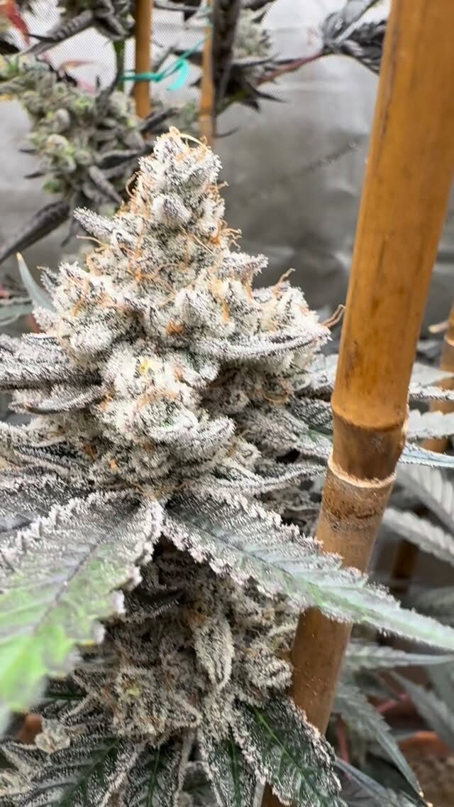 Instagram post from growcast. This post is in position 2.