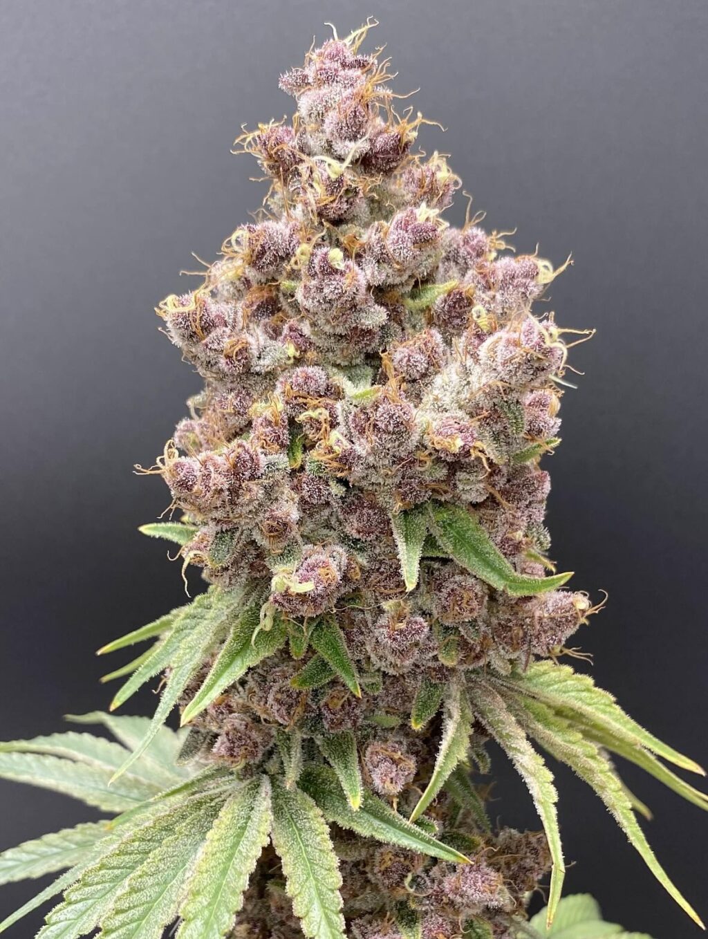 Instagram post from growcast. This post is in position 1.